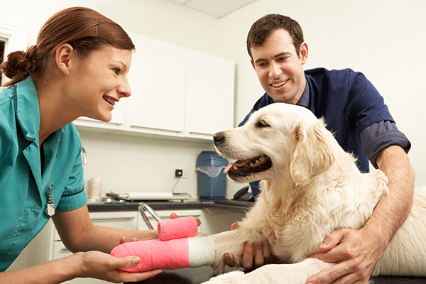 Vet and owner with a dog