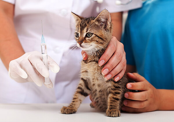 kitten getting vaccination