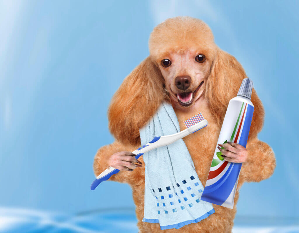 dog with toothbrush