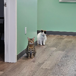 Chucky and Tiffany, the clinic cats